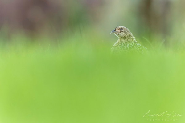 Femelle de faisan de Colchide - Common Pheasant (Phasianus colchicus). Canon EOS R3 - Canon EF 500mm f/4L IS USM II + 1.4x III.